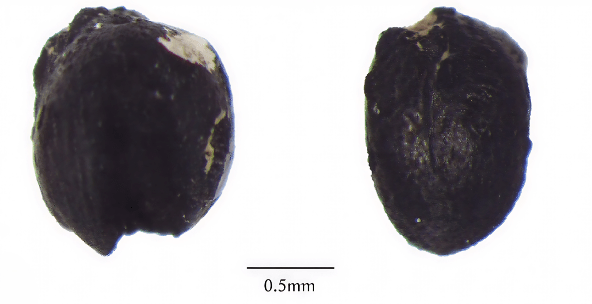 古代植物種子具有高辨識難度,即使屬於同一種類,種子的大小及外觀仍存在相當大的差異。圖為粟(小米)種子。嶺大提供 古代植物種子具有高辨識難度,即使屬於同一種類,種子的大小及外觀仍存在相當大的差異。圖為粟(小米)種子。嶺大提供