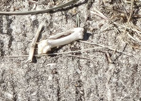 早前有將軍澳街坊表示在街邊發現可疑白骨。FB：Patty Lee＠將軍澳主場