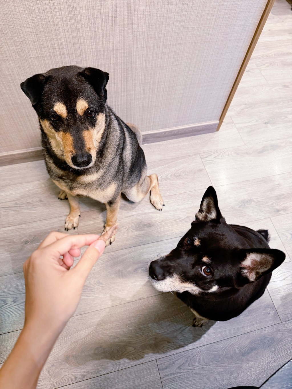 黃心穎與「泥鯭」黎萬宏親手餵飼兩隻寶貝愛犬，享受簡單幸福。