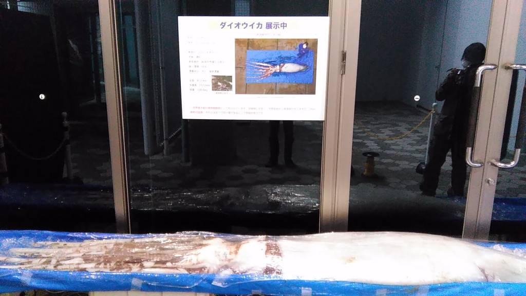 新潟市水族館限定展覽，容許參觀民眾隔着膠紙觸摸大王烏賊及拍照留念。Twitter圖片