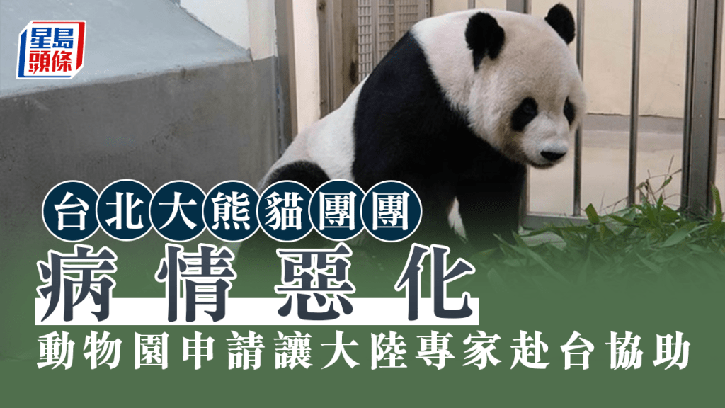 台北市動物園將申請讓大陸大熊貓專家赴台,協助處理大熊貓團團病情。