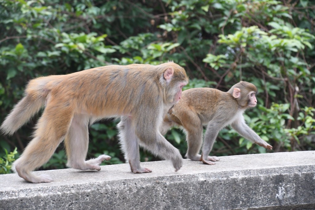 城門水塘有不少猴子活動。 本報記者攝