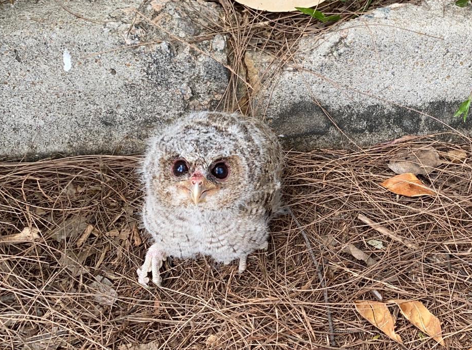 《香港動物報》圖片。
