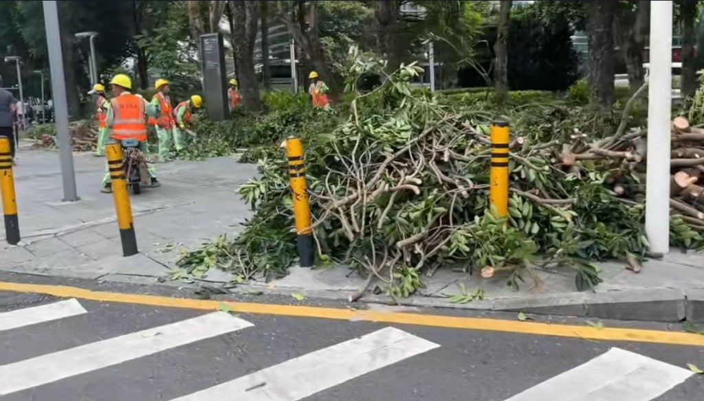 深圳大量砍伐過長樹木，防止颱風造成二次傷害。抖音