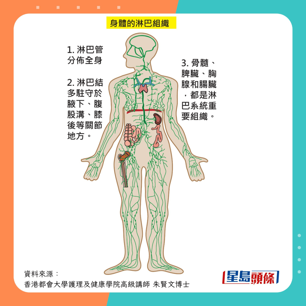 後天免疫系統運作 淋巴組織