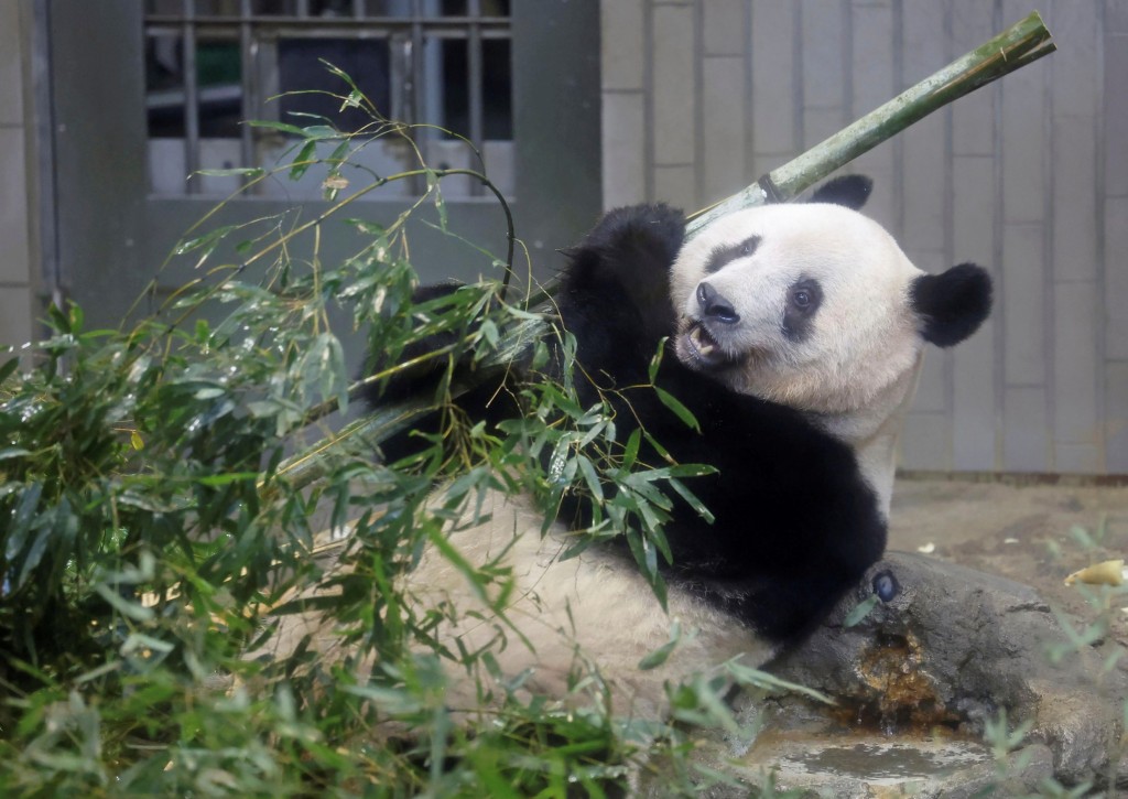 上野动物园最后参观日，大熊猫香香开心吃竹子。 美联社