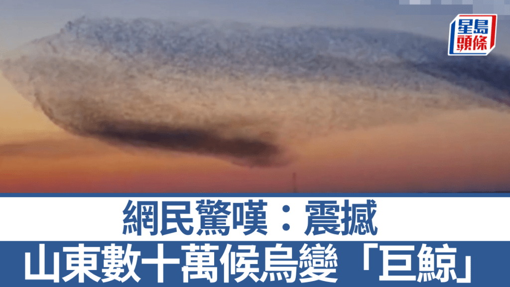 山東數十萬候鳥遷徙組「巨鯨」畫面。微博@人民日報