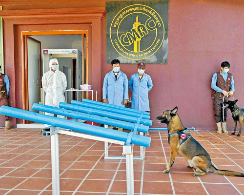 ■柬埔寨地雷行動中心訓練犬隻協助檢測新冠病毒。