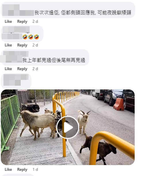 網民指屯門公路都有羊。網上截圖