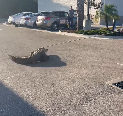 現場人員用繩索套住鱷魚頭頸。Facebook