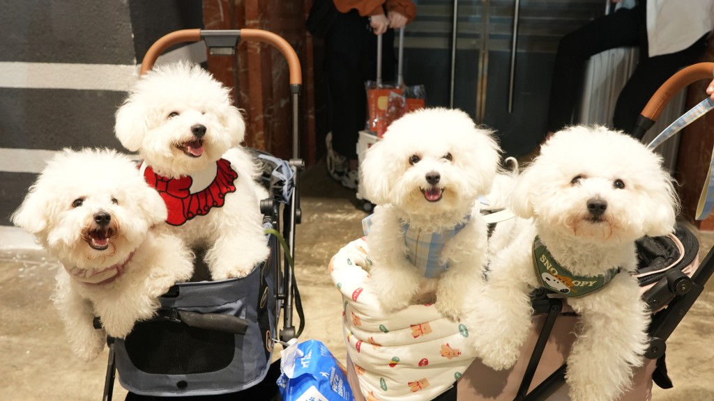 亮點賽事「業餘犬種豁免賽」是豁免出世紙的業餘比賽，入場人士可以欣賞多隻柴犬、比熊犬、鬆師犬、邊界牧羊犬及查理士王騎士犬等參賽狗狗。