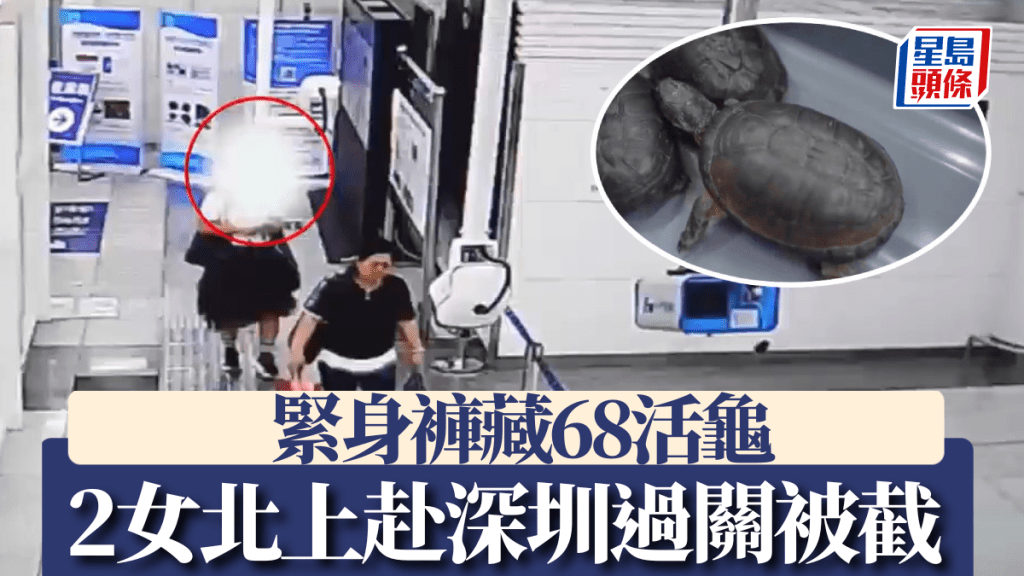 2名入境深圳的旅客藏有68隻外來物種活體侏儒側頸龜。海關發佈