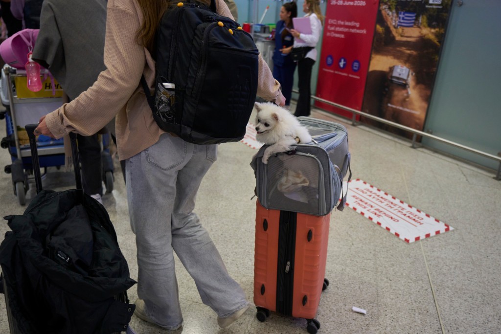 空运行动成功帮助45只宠物与101名乘客回国。美联社