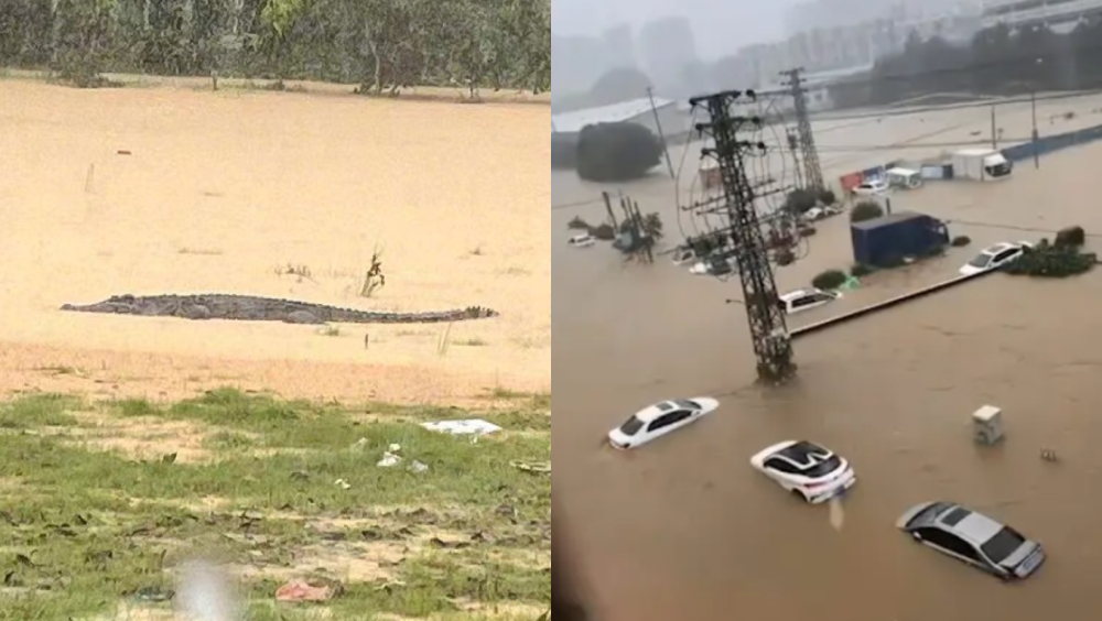 中山紅色暴雨，三鄉鎮變「水城威尼斯」車輛被淹、神灣鎮4鱷魚逃出。