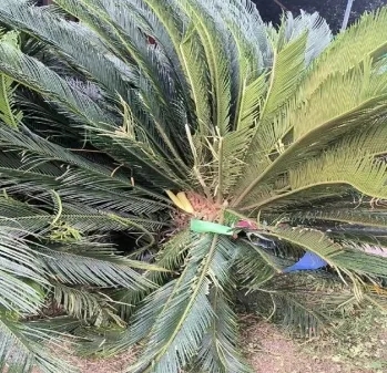 小區鐵樹被掟落樓的狗砸壞。 小區鐵樹被掟落樓的狗砸壞。