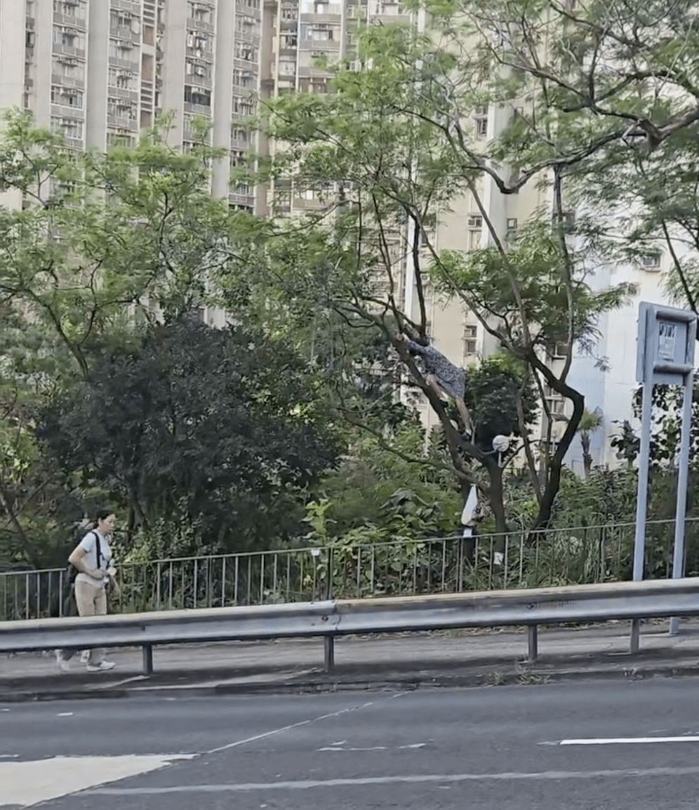 片段未有交代女子最終最否安全返回地面。Facebook 香港交通及突發事故報料區 影片截圖 片段未有交代女子最終最否安全返回地面。Facebook 香港交通及突發事故報料區 影片截圖