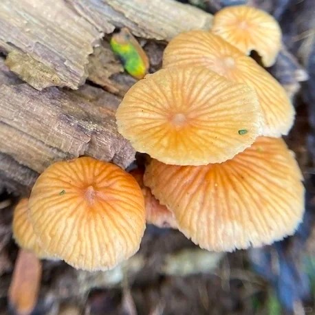 疑造成3死2傷的劇毒「條蓋盔孢傘」。小紅書＠利爪德魯伊