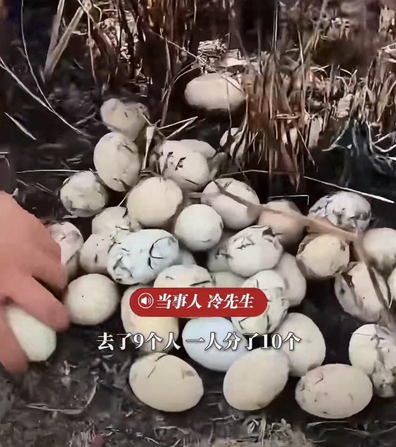江西九江冷先生一家祭祖，在坟旁发现近百枚鸭蛋。