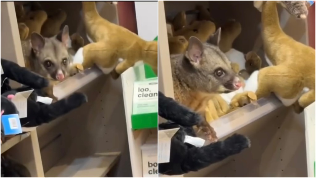  澳洲负鼠匿入货架扮毛公仔。 IG@hobart_airport