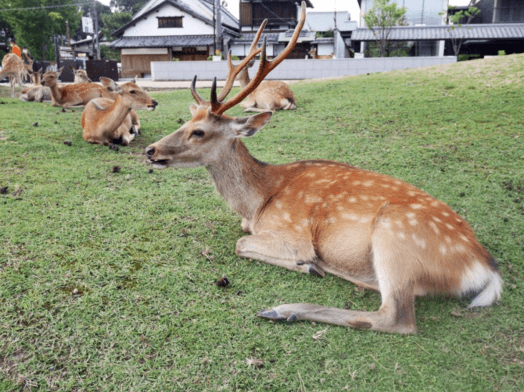 三大古都之一的奈良因奈良鹿而為人熟知，其中最富人氣景點奈良公園內有上千頭鹿，成為著名景點。網圖