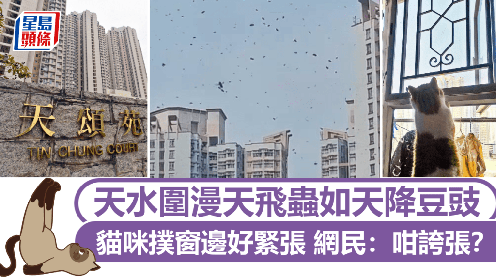 天水圍漫天飛蟲如天降豆豉 貓咪撲窗邊好緊張 網民:咁誇張? 天水圍漫天飛蟲如天降豆豉 貓咪撲窗邊好緊張 網民:咁誇張? 