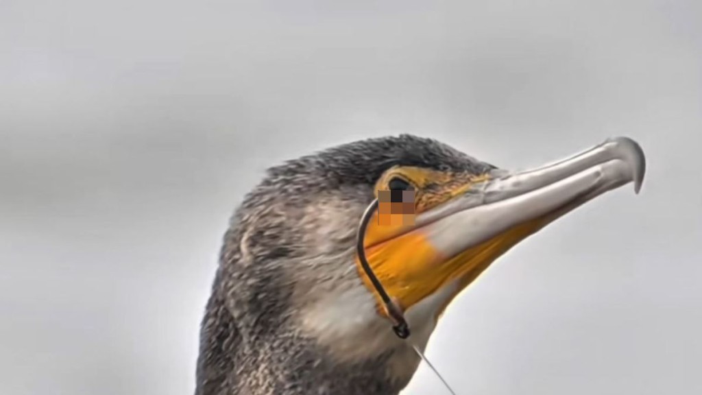網民日前在深圳灣公園目睹一隻鸕鶿的眼睛被魚鉤勾住。抖音@蜜蜂