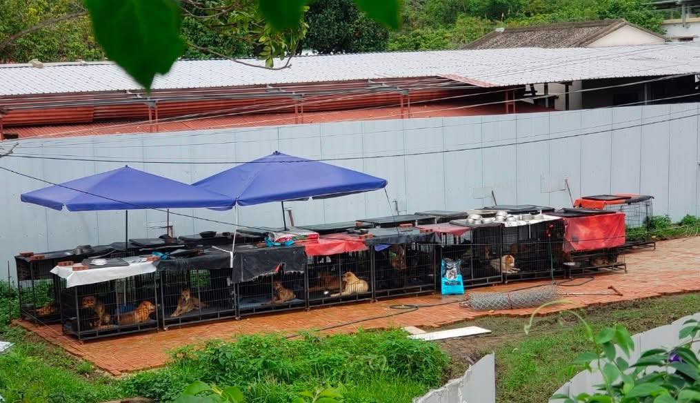 多隻狗被困鐵籠內，之後放在空地淋雨。網上圖片