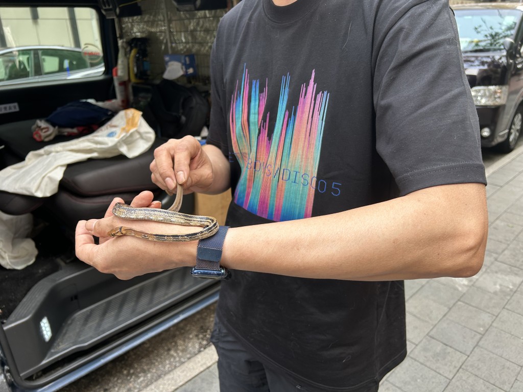 蛇王協表示，該蛇沒有毒性。曾志恒攝
