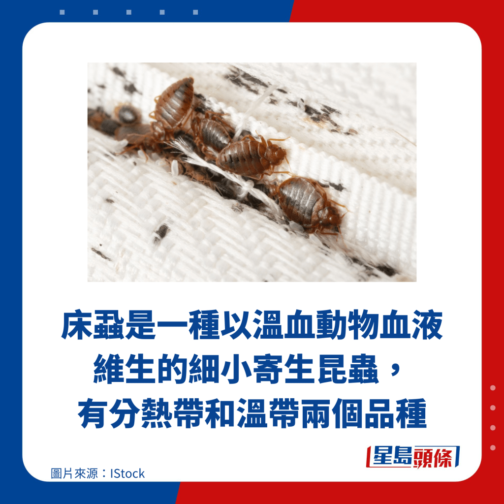 床虱是一种以温血动物血液维生的细小寄生昆虫， 有分热带和温带两个品种