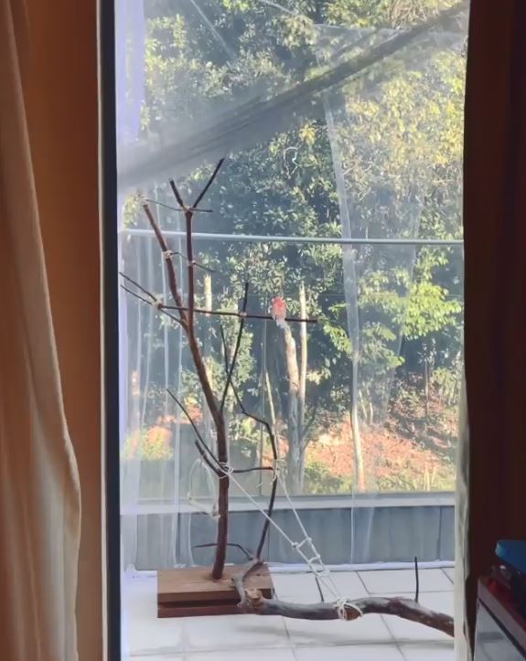 心悠整好個露台,小肥雞以後可以喺度曬太陽。
