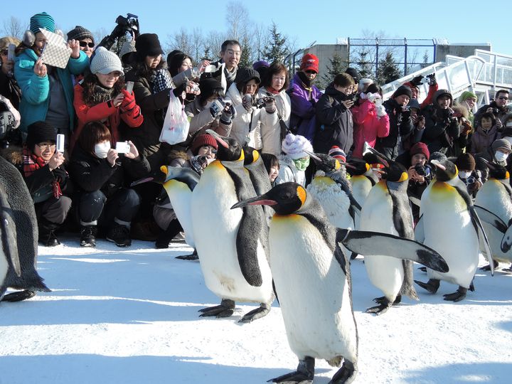 在日本自由行重啟後，大家又有機會來到旭川的旭山動物園觀看企鵝巡遊。