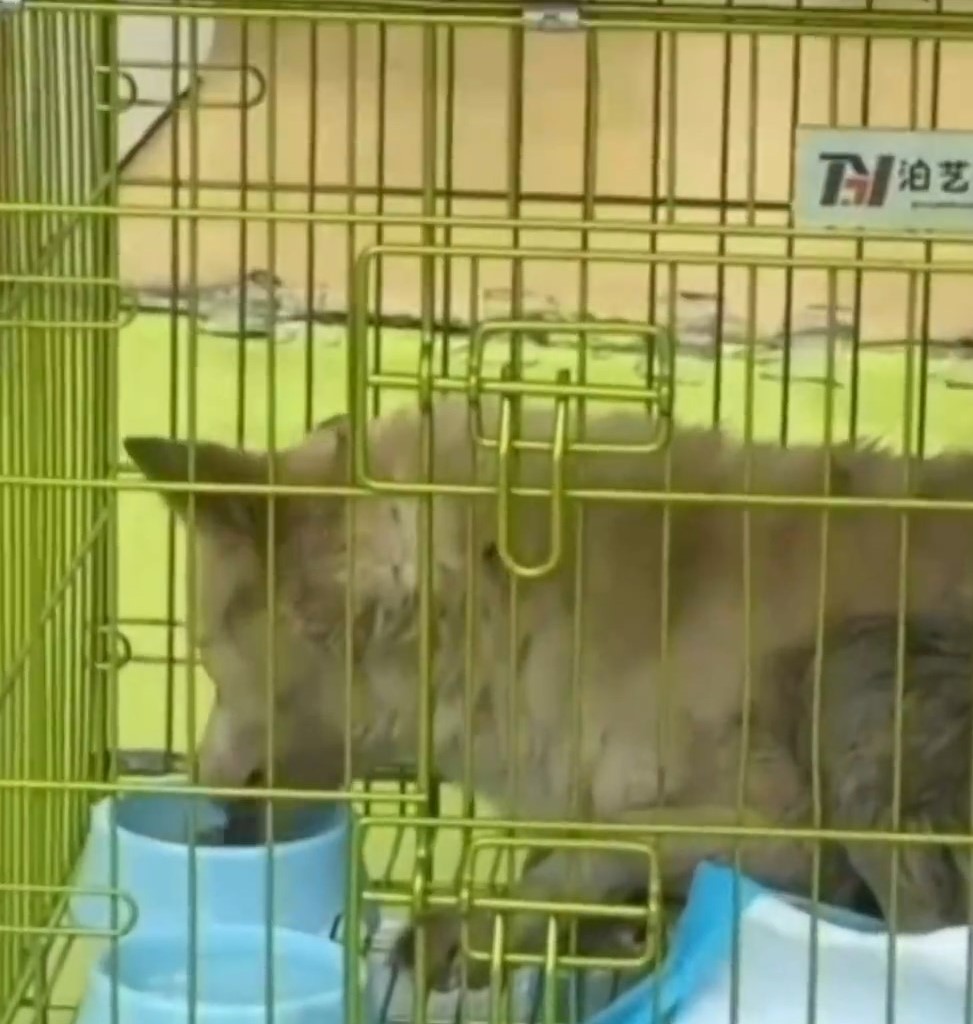 山東小狗跌落廢井3年,終成功獲救。抖音 山東小狗跌落廢井3年,終成功獲救。抖音