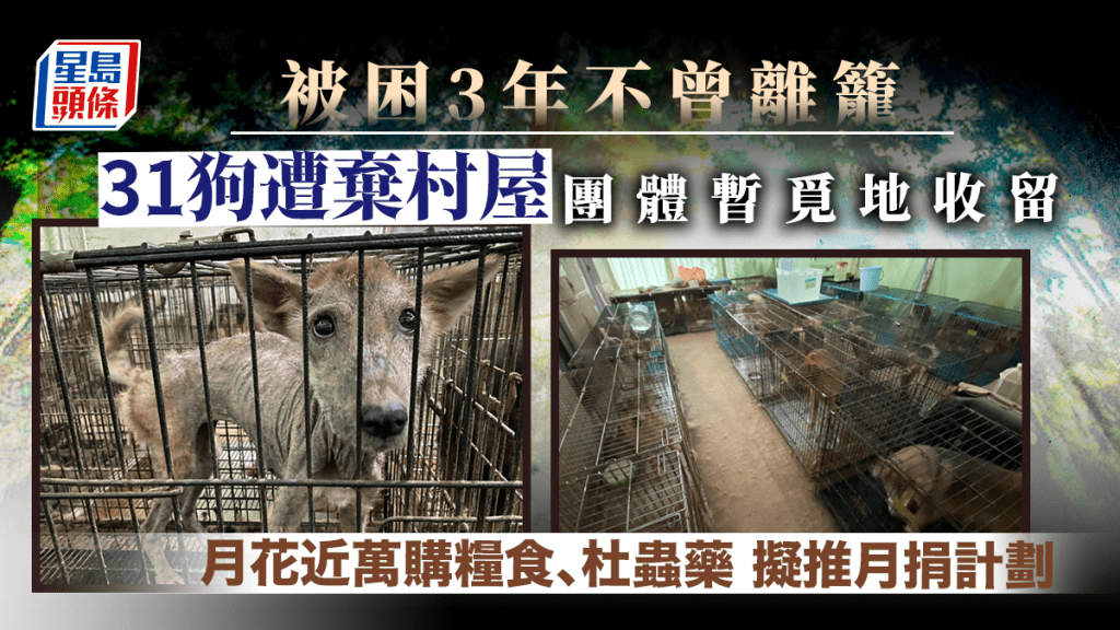 31隻狗被棄置村屋 團體覓地暫時收留 擬推月捐計劃相助