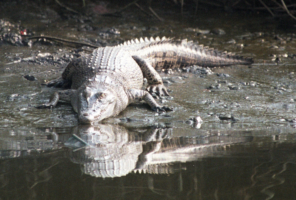 攝於2003年11月6日的小灣鱷「貝貝」。資料圖片