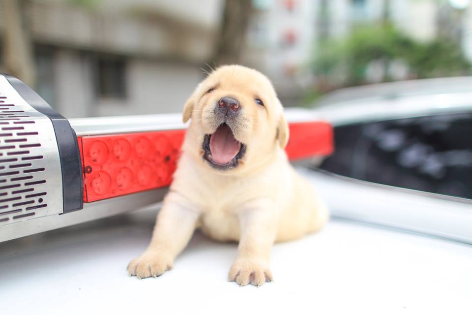 小萌犬面對鏡頭還有點害羞。網圖