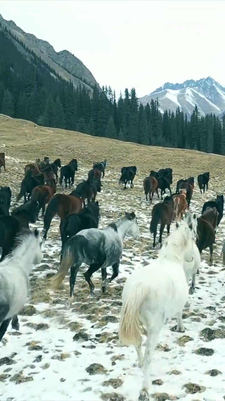 賀嬌龍曾因披著紅色斗篷在雪原策馬而走紅。 賀嬌龍曾因披著紅色斗篷在雪原策馬而走紅。