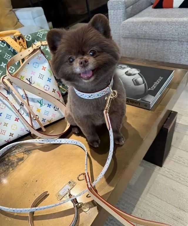 鍾欣潼為愛犬Kuma添置全套LV x 村上隆聯名款配件，奢華程度驚人。