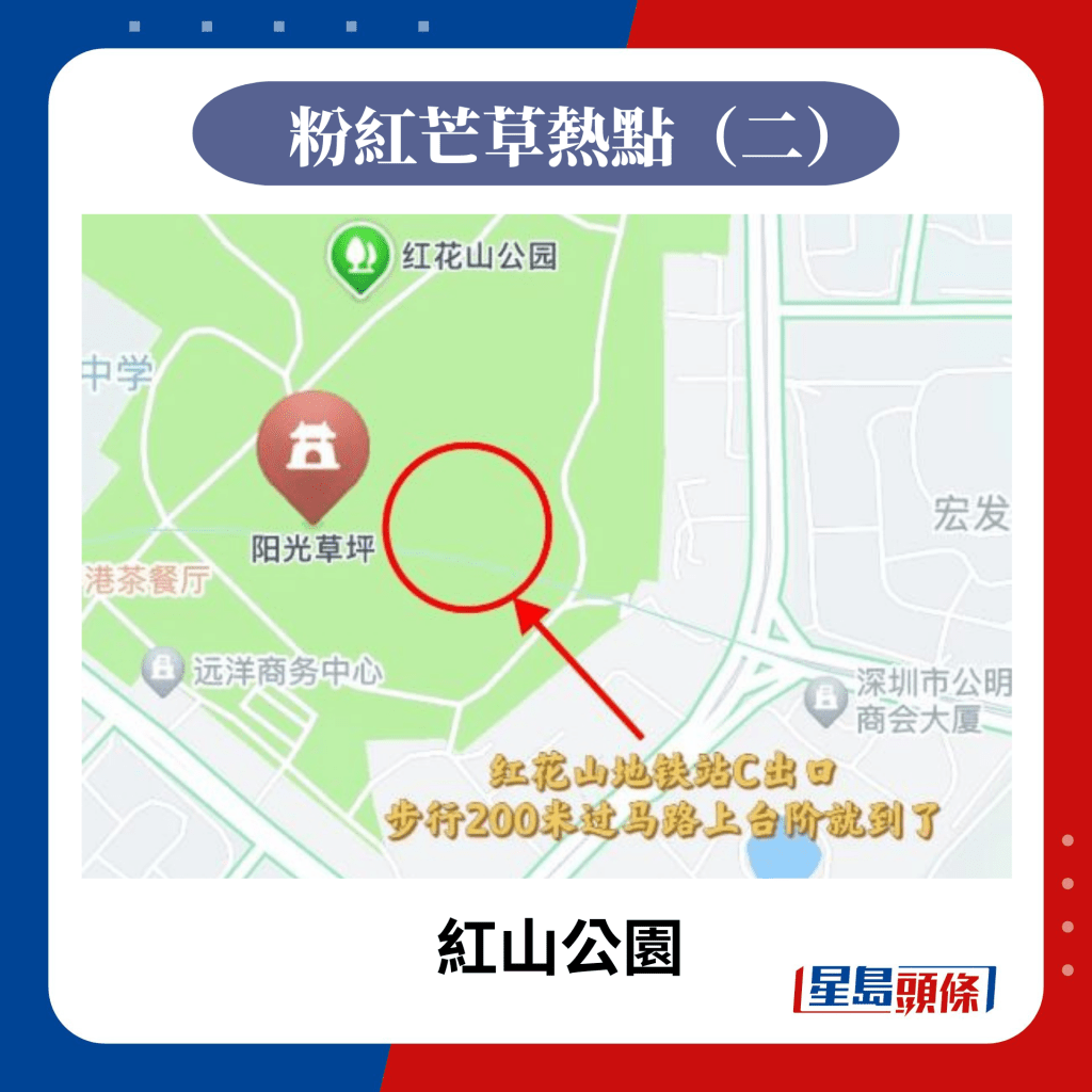 粉红芒草热点（二）红山公园