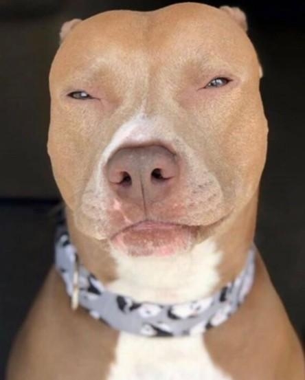 玛丽亚家的宠物犬。FB/chicanosworldwide