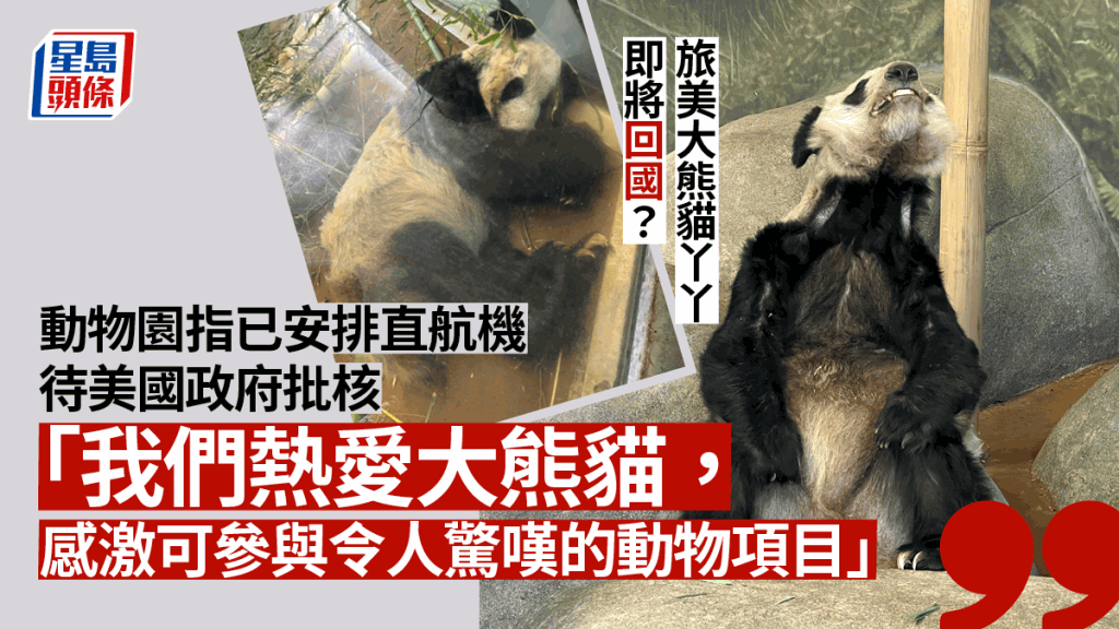 孟菲斯動物園表示，正待美國政府批核大熊貓「丫丫」的回國申請。