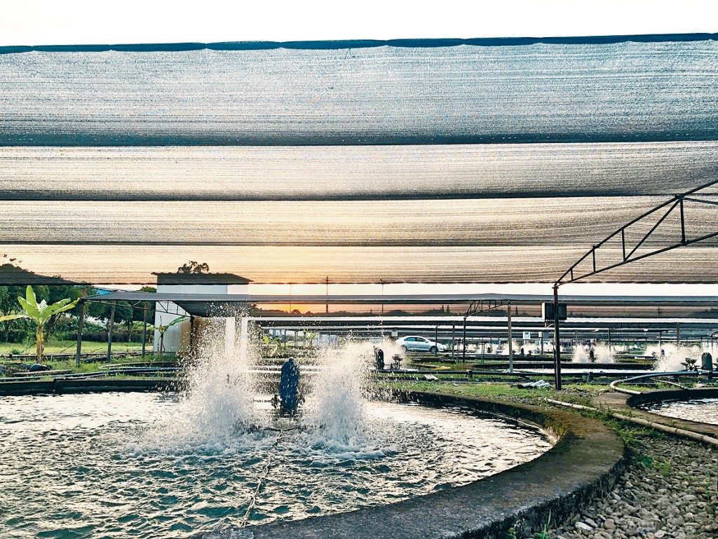 鱘龍科技在浙江養殖基地一景。