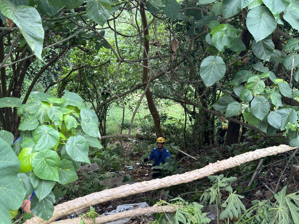 消防员在村屋对落山坡拯救被困金刚鹦鹉。梁国峰摄