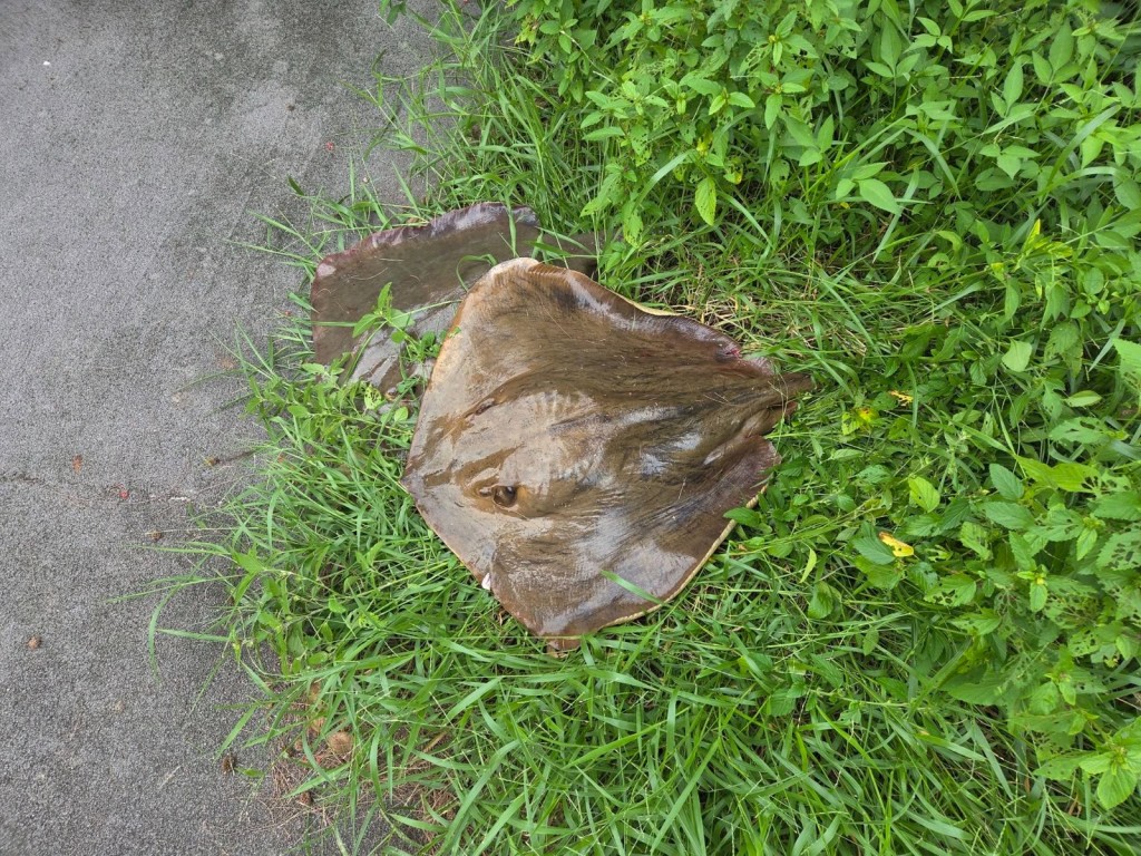 有人捉起魔鬼魚然後帶回家。網上圖片 有人捉起魔鬼魚然後帶回家。網上圖片