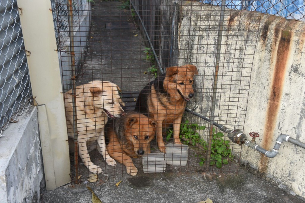 火警中有數名村民及數頭狗疏散。
