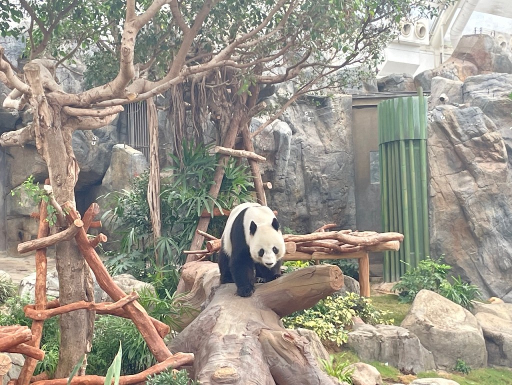 大熊猫爸爸「乐乐」亦在重新开放的「大熊猫之旅」展馆再度与公众见面。