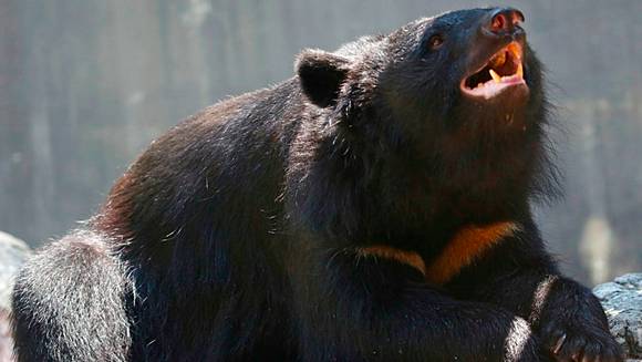 岐阜縣已發布亞洲黑熊出沒注意報。美聯社 岐阜縣已發布亞洲黑熊出沒注意報。美聯社