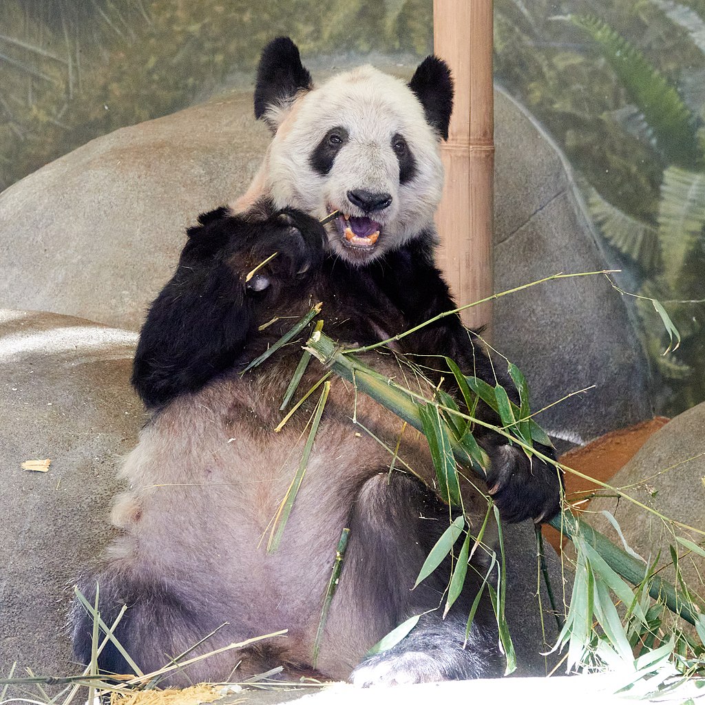 「丫丫」於2000年8月3日在北京動物園出生。