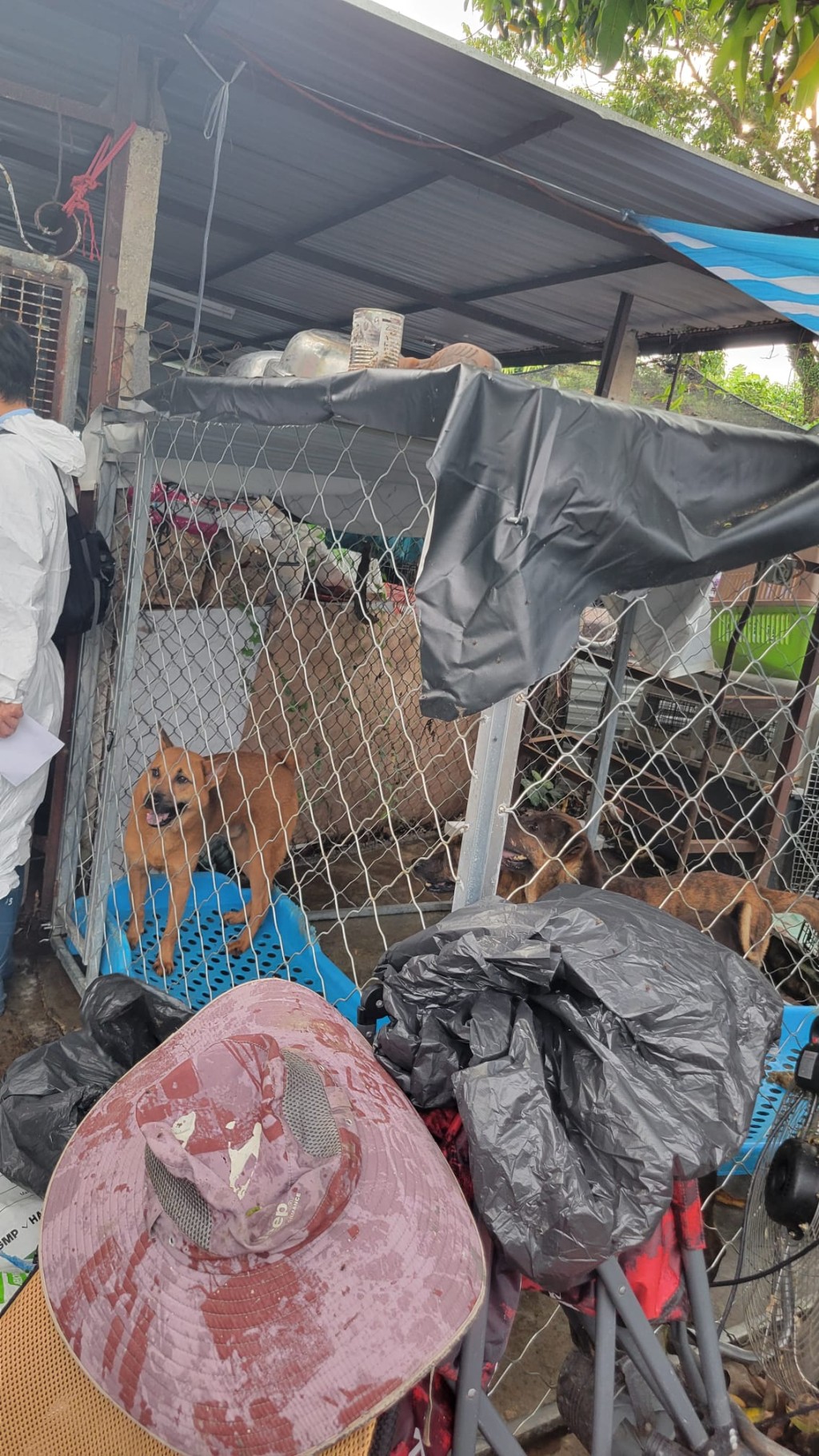 狗場環境惡劣，衞生欠佳。動物福利關注聯盟召集人劉鎮海提供