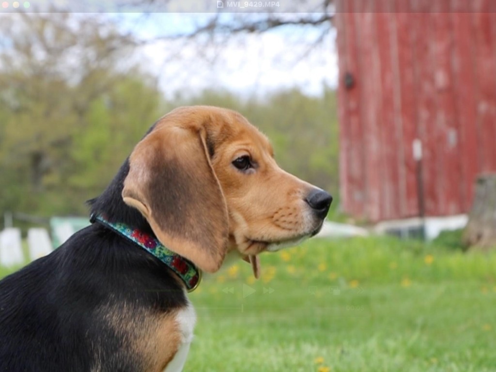 其中一只获救的比高犬。美联社