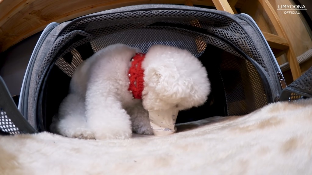 偷食紙杯內的狗零食。